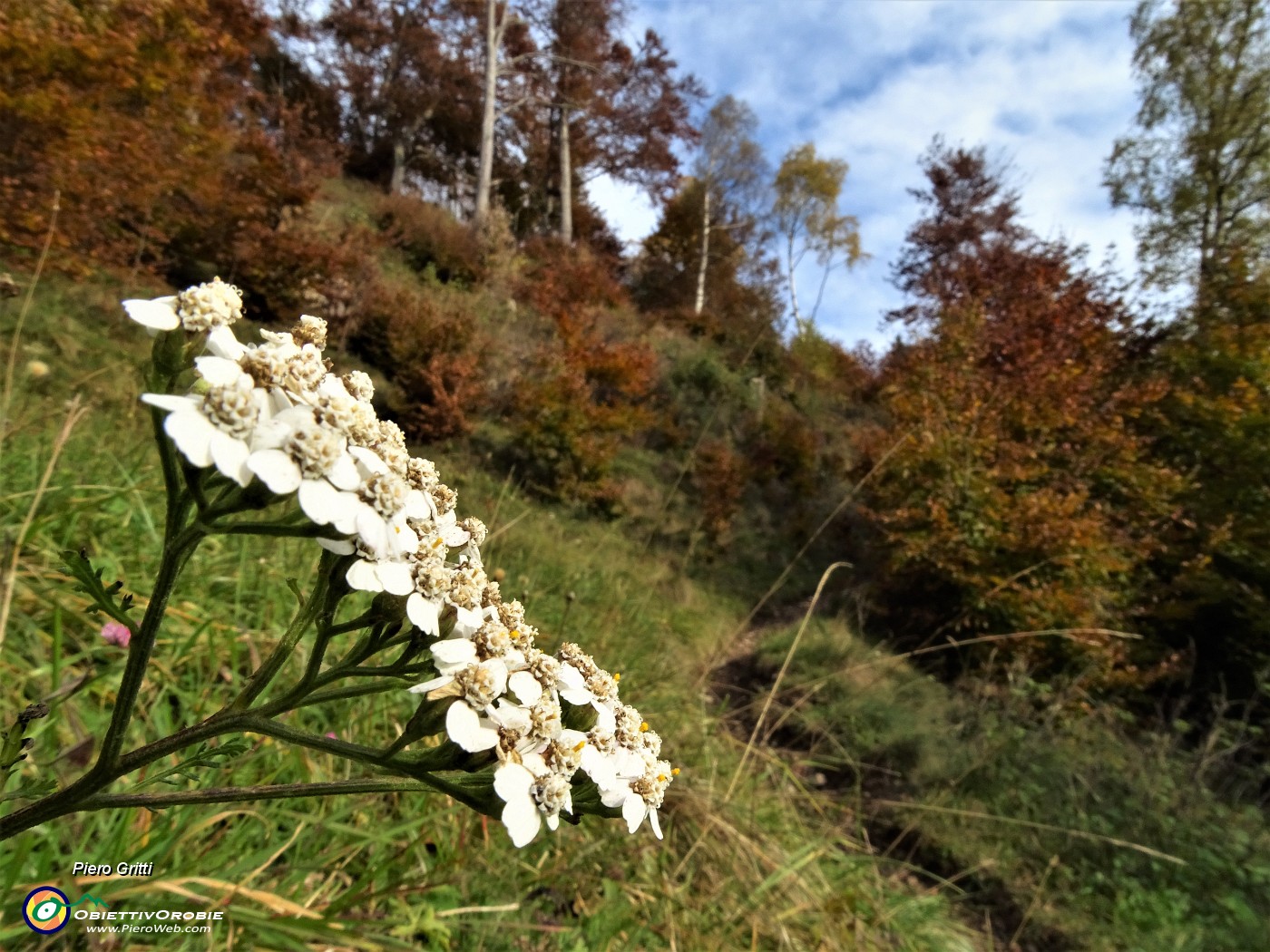 27 Alcuni fiori di prato resistono ....JPG